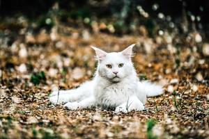 Manuel SUBASIC - CLAP IMAGES