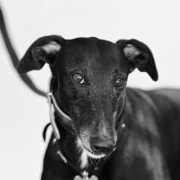 Manuel SUBASIC - CLAP IMAGES